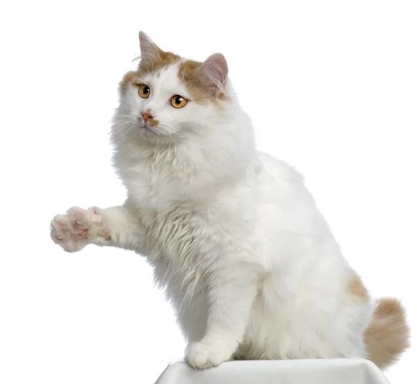 Sibiřská kočka — Stock fotografie