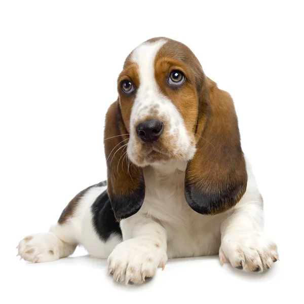 Szczeniak Basset hound - hush puppies — Zdjęcie stockowe