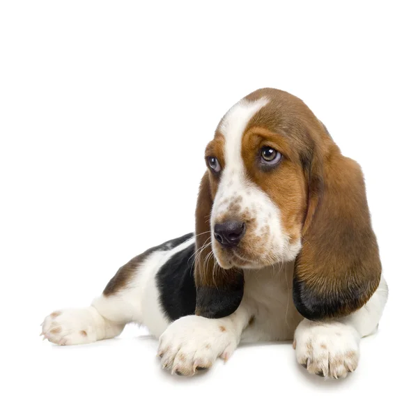 Basset Hound Puppy - Hush Puppies — Stockfoto