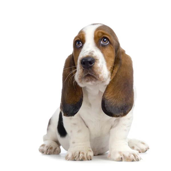ลูกสุนัข Basset Hound ลูกสุนัข Hush — ภาพถ่ายสต็อก
