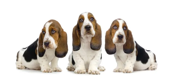 Cachorros de Basset Hound - Cachorros de pelúcia — Fotografia de Stock