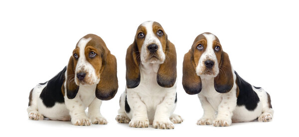 Basset Hound Puppies - Hush Puppies