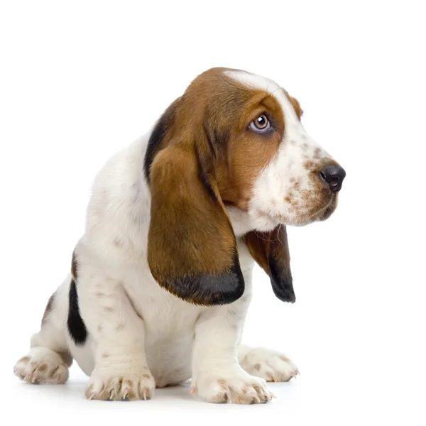 Basset Hound Puppy - Hush Puppies (dalam bahasa Inggris). — Stok Foto