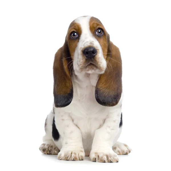 Basset Hound Puppy - Shush Puppies — стоковое фото