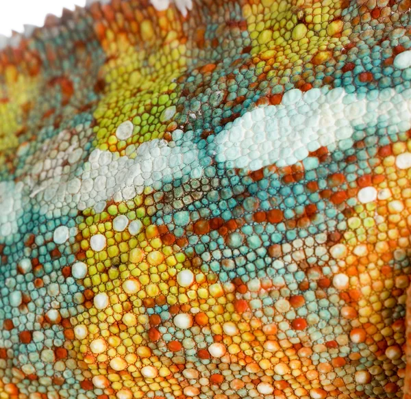 Camaleão furcifer pardalis — Fotografia de Stock