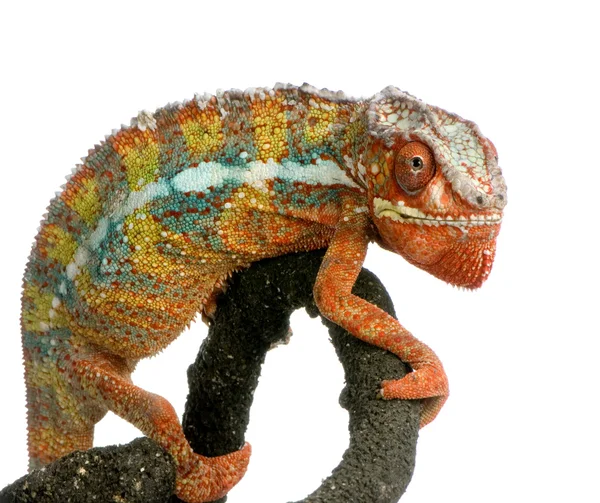 Chameleon furcifer pardalis — Stock fotografie