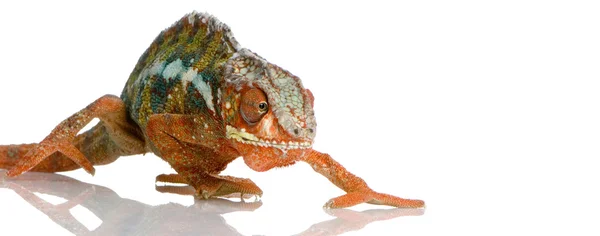 Chameleon Furcifer Pardalis — Stockfoto