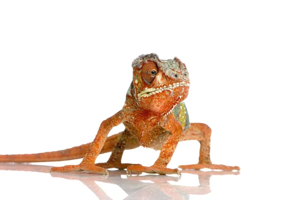 Chameleon Furcifer Pardalis — Stock Photo, Image