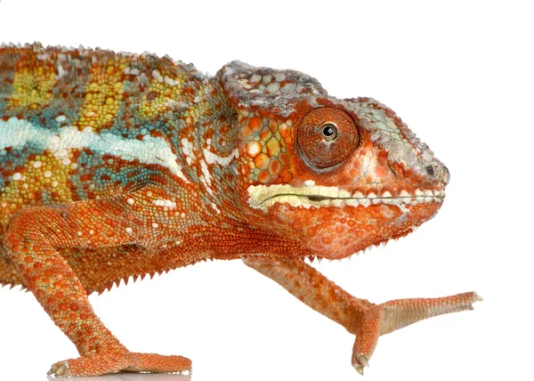 Chameleon Furcifer Pardalis — Stock Photo, Image