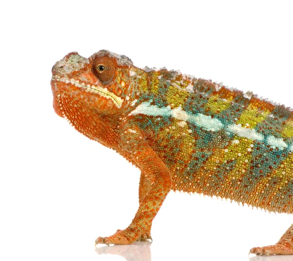 Kameleont furcifer pardalis — Stockfoto