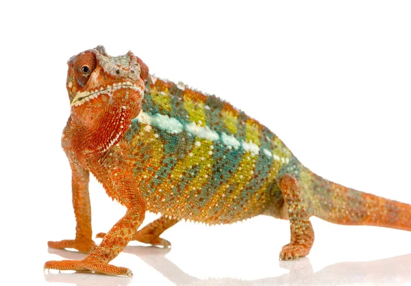 Chameleon Furcifer Pardalis — Fotografie, imagine de stoc