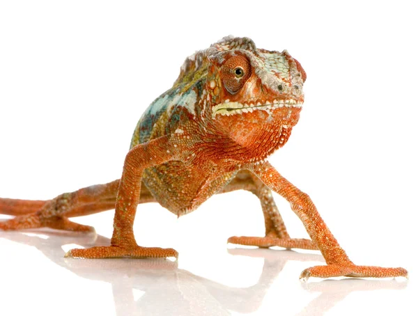Chameleon Furcifer Pardalis — стокове фото