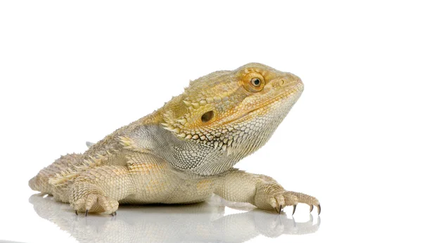 Bearded Dragon - pogona vitticeps — Stock Photo, Image