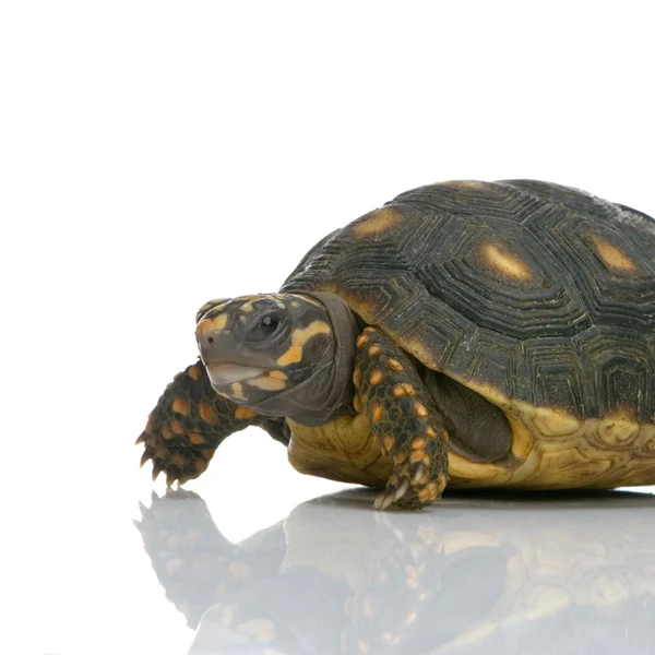 Röd-footed sköldpadda - geochelone carbonaria — Stockfoto