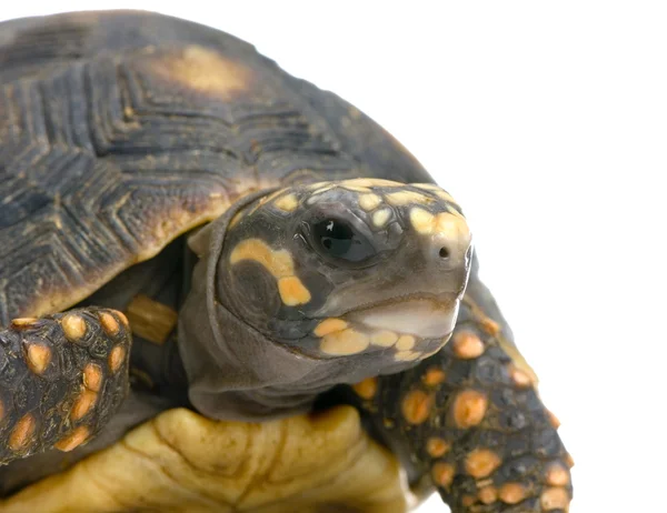 Röd-footed sköldpadda - geochelone carbonaria — Stockfoto