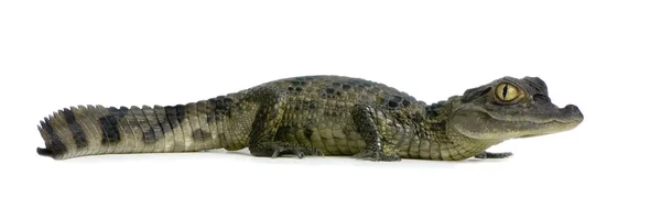 Молодий Очковий Caiman - Caiman crocodilus — стокове фото