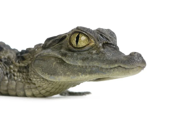 Unga hittade caiman - caiman crocodilus — Stockfoto
