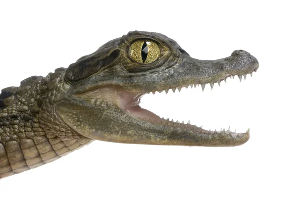 Caimão espetacular jovem - Crocodilo de Caiman — Fotografia de Stock