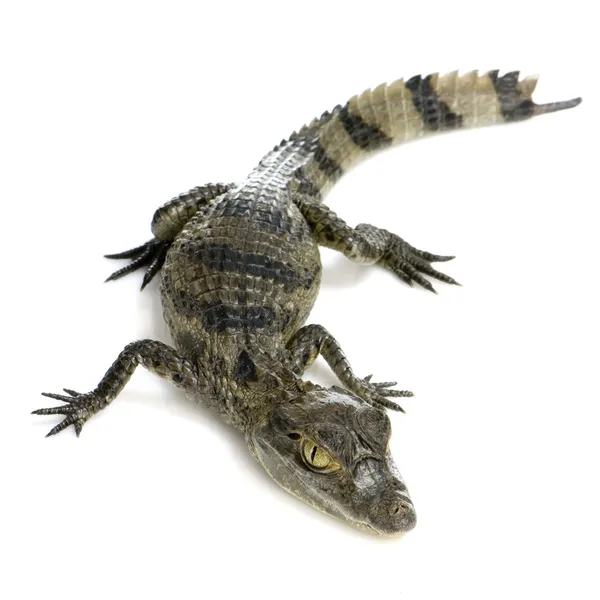 Caimão espetacular jovem - Crocodilo de Caiman — Fotografia de Stock