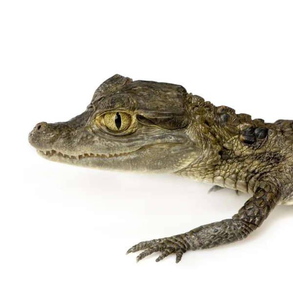 Молодой Очковый Кайман - кайманский крокодил — стоковое фото