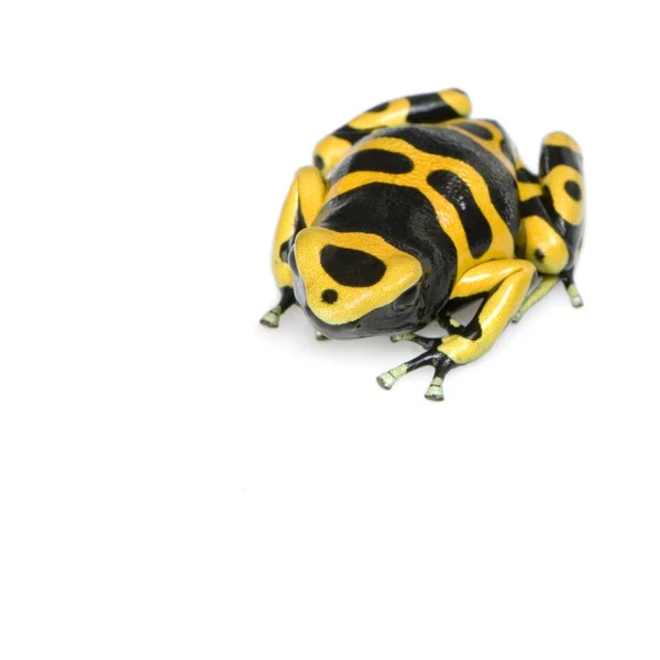 箭毒蛙-dendrobates leucomelas — 图库照片