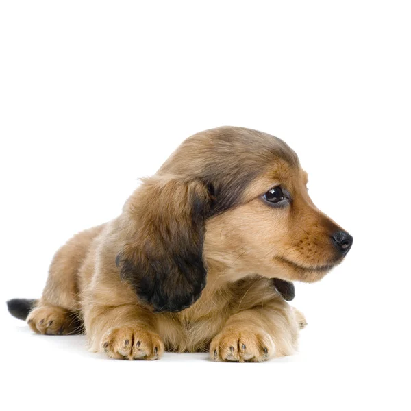 Είδος γερμανικού κυνηγετικού σκύλου κουτάβι — Φωτογραφία Αρχείου