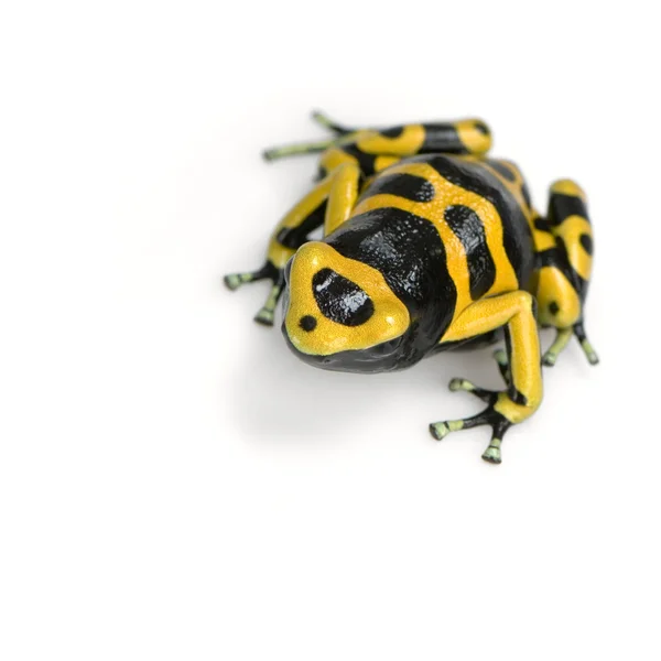Poison Dart Frog - Dendrobates leucomelas — Stock Photo, Image