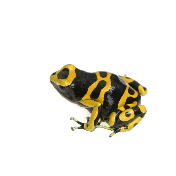 Poison Dart Frog - Dendrobates leucomelas — Stock Photo, Image