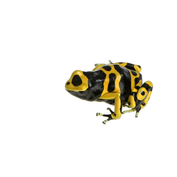 箭毒蛙-dendrobates leucomelas — 图库照片