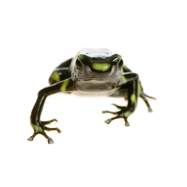 독 다트 개구리-Dendrobates auratus — 스톡 사진