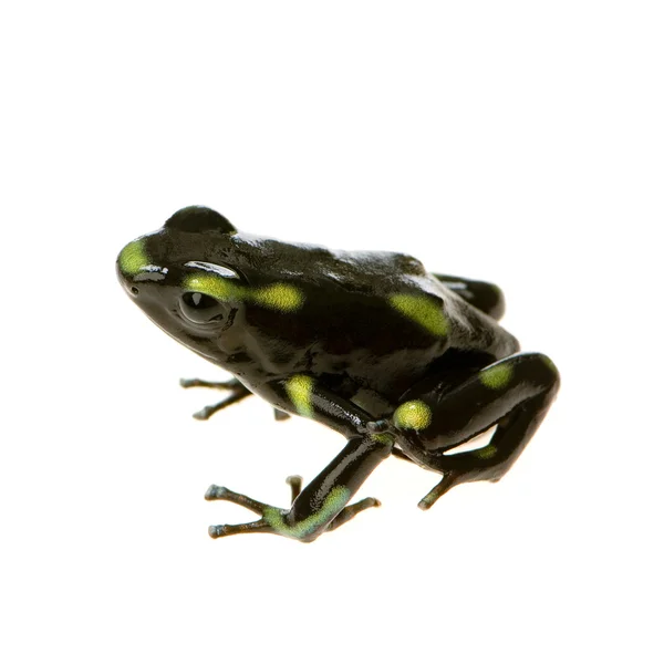 독 다트 개구리-Dendrobates auratus — 스톡 사진
