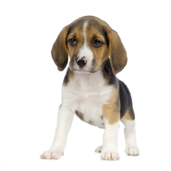 Anjing kecil beagle — Stok Foto