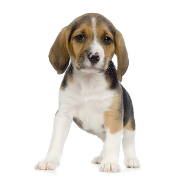 Κουτάβι beagle — Φωτογραφία Αρχείου