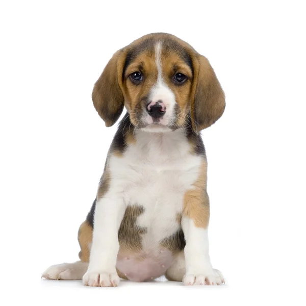Beagle cachorro —  Fotos de Stock