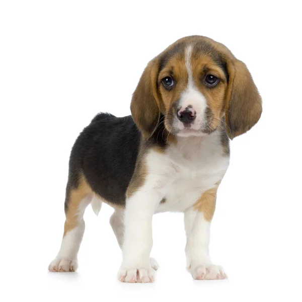 Puppy Beagle — Fotografie, imagine de stoc