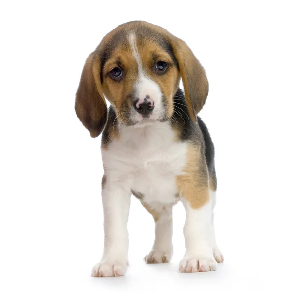 Κουτάβι beagle — Φωτογραφία Αρχείου