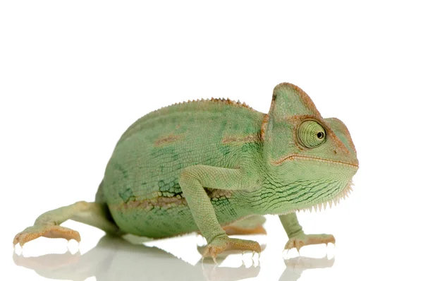 stock image Yemen Chameleon - chamaeleo calyptratus