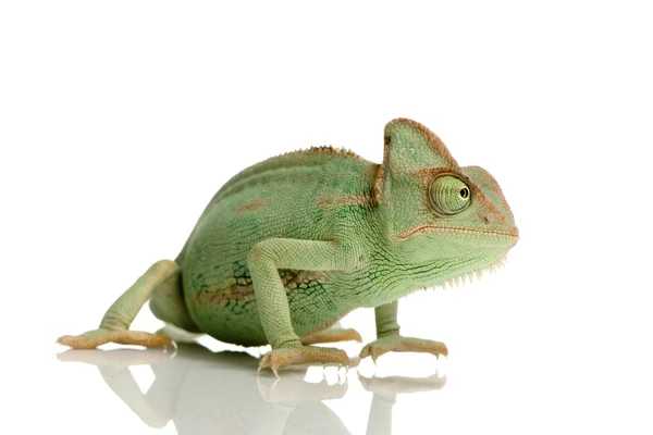 Jemen chameleon - chamaeleo calyptratus — Stock fotografie