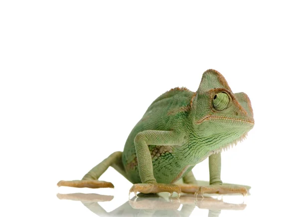 Jemen chameleon - chamaeleo calyptratus — Stock fotografie