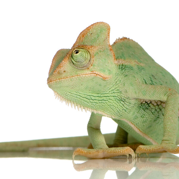 Йемен Хамелеон - хамелео Калиптрат
