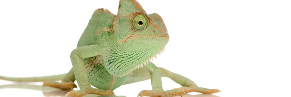 Yemen Chameleon - chamaeleo calyptratus — Stock Photo, Image