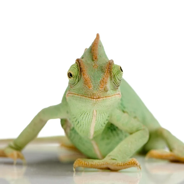 Jemen kameleon - chamaeleo calyptratus — Zdjęcie stockowe