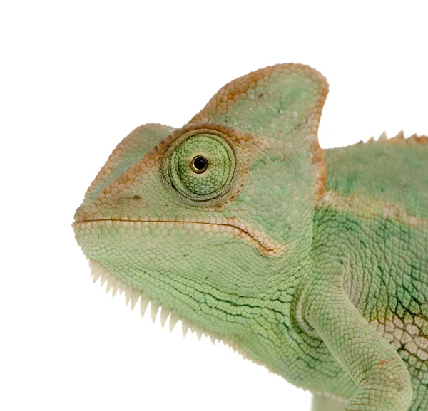 Jemen kameleon - chamaeleo calyptratus — Zdjęcie stockowe