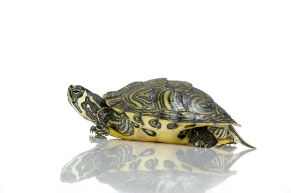 Turtle - Acanthochelys — Stock Photo, Image