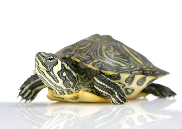 Черепаха - болотна Пласка черепаха — стокове фото
