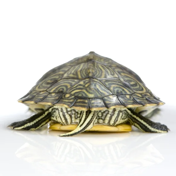 Черепаха - болотна Пласка черепаха — стокове фото