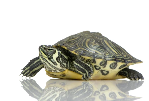 Turtle - Acanthochelys — Stock Photo, Image