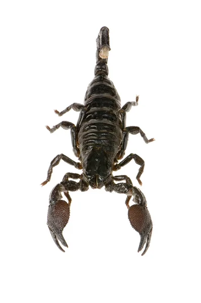 Scorpione imperatore — Foto Stock