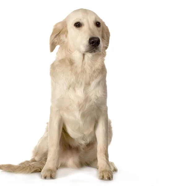 Crema Labrador retriever — Foto Stock