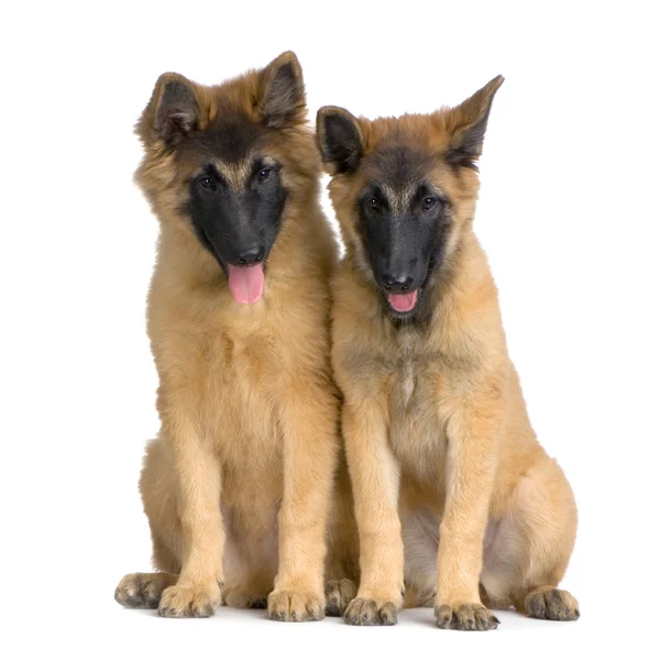 Pár dvou štěně belgický tervuren — Stock fotografie